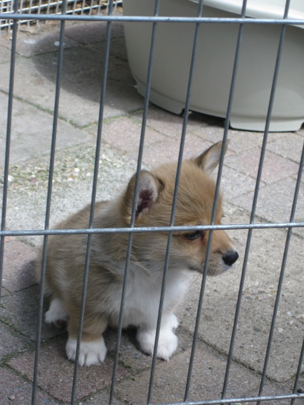 Puppies
